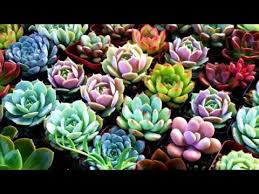 Check spelling or type a new query. Colorful Succulents Hd1080p Youtube