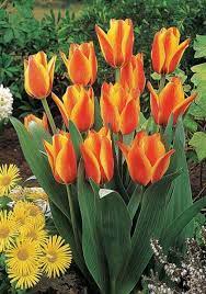 Cape Cod Bulbs Tulips Bulbs Cape Cod Buy Tulips Flower Bulbs Online Bloms Bulbs Uk An Award Winning Supplier Bulb Flowers Tulip Bulbs Crocus Bulbs