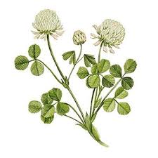 Pin On Flowers Drawings