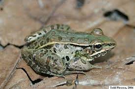 Image result for Lepidagathis eriocephala