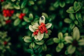 Beautiful Red Flower With Green Leaves And A Big Fly On Top Of It Flowerpictures Beautifulpictur Organic Gardening Beautiful Flowers Images Landscaping Tips