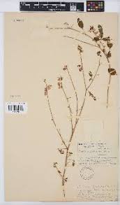 Image result for Crotalaria pisicarpa