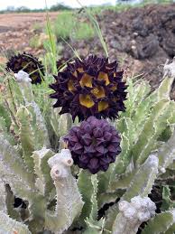 Image result for Dissotis speciosa