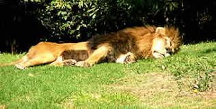 Discover thousands of handpicked audio tracks for every genre. Animal Sound Free Download