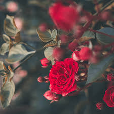 Everyone knows that flowers are not just a gift or a way to pay attention. Flower Meanings For Valentine S Day