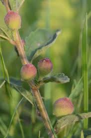 Image result for Ficus pygmaea