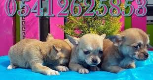 chihuahua irk ozellikleri sivava kopekler chihuahua hayvanlar