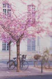 Pin Von Line Terra Auf Bicycle Velos Schone Landschaften Rosa Blute Und Schone Fotos