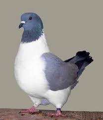 list of pigeon breeds persian strasser کبوتر strasser pigeon pigeon breeds pigeon pictures pigeon