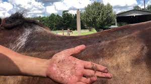 Can You Ride A Horse With Rain Rot Plus How To Treat It