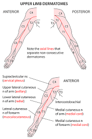 Instant Anatomy Diagram