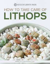 How To Grow And Take Care Of Lithops Plant Succulent Care Instructions Lithops Succulents Lithops