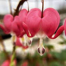 Bleeding Hearts Already Looking Beautiful This Spring Gardencenter Upstateny Weddings Corporateevents Flo Flowers Nature Flower Garden Beautiful Flowers