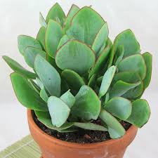 This channel is all about my journey to grow cacti, succulents and other plants that thrive in a desert environment. Crassula Arborescens Pflanzen Sukkulenten Zimmerpflanzen