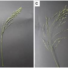 Image result for Eragrostis aethiopica