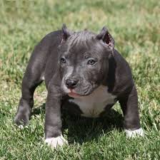 If you are looking for a kennel that has pit bull puppies for sale cheap; Blue Nose Pitbull Puppies For Sale