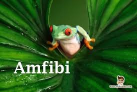 Check spelling or type a new query. Pengertian Amfibi Ciri Habitat Struktur Dan Sistem Organ