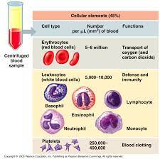 More commonly referred to as blood cells: Associate Degree Nursing Physiology Review