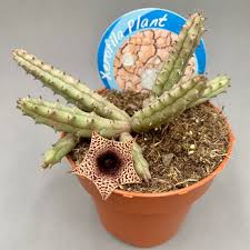 Image result for Huernia volkartii