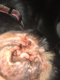 Image result for mold in the ear dog