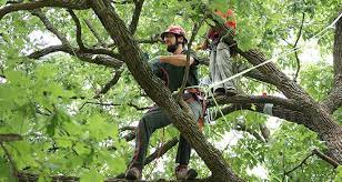 Best Tree Trimming Services Treeremoval Fallcleanup Treepruning Tree Removal Landscaping Tips Landscape Plans