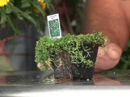 Compare prices & read reviews. Growing Corsican Mint Youtube
