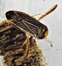 Image result for Corixidae