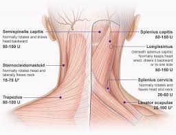 17.11.2015 · neck anatomy explained the neck begins at the base of the skull and connects to the thoracic spine (the upper back). A Quick Anatomy Of Bodybuilding Emmanuel Parker S Fitness Bodybuilding Diet Health Tips