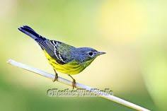 Black Birds In Michigan Fall Warbler Art Michigan Bird Photography By Featherwindstudio Bird Photography Bird Prints Green Wall Art