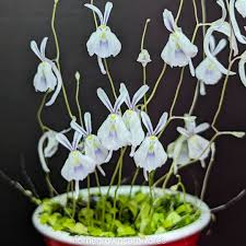 Image result for Utricularia scandens