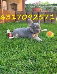 Our dogs have champion bloodlines, and we follow a selective breeding program. French Bulldog Puppies For Sale Nashville Tn French Bulldog Puppies Bulldog Puppies French Bulldog Puppies For Sale
