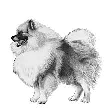 Keeshonds Dog Breed Info Photos Common Names And More Embarkvet