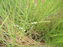 Image result for Urochloa dictyoneura