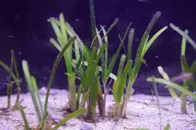 Image result for Thalassia hemprichii
