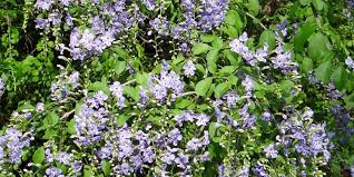 Alberi in fiore viola non sono comuni come quelli con colori come il bianco o giallo. Duranta Erecta Una Tropicale Con Splendidi Fiori Blu E Viola