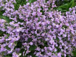 Image result for Limonium vulgare