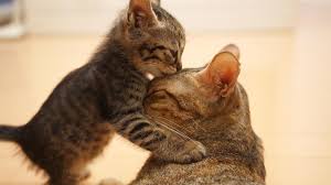 Over 40,000+ cool wallpapers to choose from. Cat Hd Wallpapers For Laptop Every Day New Pictures And Just Beautiful Wallpaper For Your Desktop Cats Completely Free Pic Moist