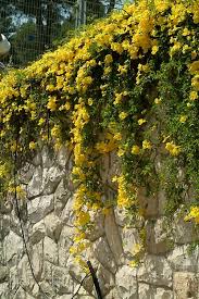 Image result for Dolichandra unguis-cati