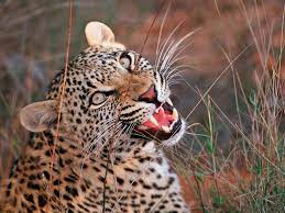 Growling Leopard Tshukudu Reserve South Africa Unique Animals Wild Cats Screen Savers