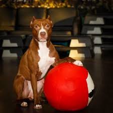 red nose pitbulls the ultimate dog for