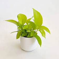 Pothos Neon In 2020 Neon Pothos Plants Pothos Plant