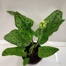 Image result for Drimiopsis