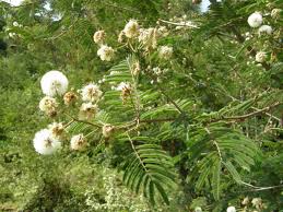 Image result for Veronica abyssinica