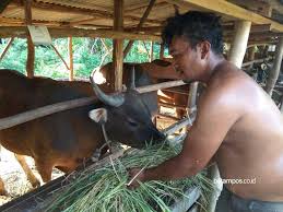 Sejak ratusan tahun, 'kek' najis lembu digunakan penduduk kampung di india untuk memanaskan apa yang menarik, menurut syarikat berkenaan, sejak 'kek' najis lembu mula dijual di internet. Tiga Pekan Sebelum Idul Adha Penjualan Hewan Kurban Masih Sepi Pro Bintan