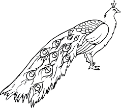 Free Printable Peacock Coloring Pages For Kids Animal Coloring Pages Peacock Coloring Pages Puppy Coloring Pages