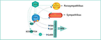 Thyroid homeostasis or thyrotropic feedback control) is part of the neuroendocrine system responsible for the regulation of metabolism and also responds to stress. Der Suprachiasmatische Nukleus Und Seine Klinische Bedeutung Sciencedirect