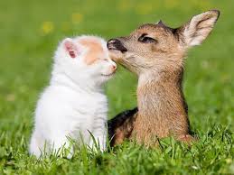 Kitten And Deer Best Of Friends Animals Friends Animals Friendship Cute Animals