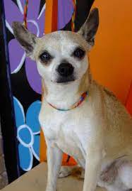 Meet Goldie A Petfinder Adoptable Chihuahua Dog Cape Girardeau Mo Goldie Is 7 Years Old She Is Very Sweet Humane Society Dogs Dogs Chihuahua Dogs