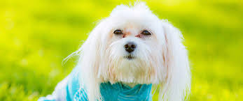 Tear stains in dogs are very common and not dangerous. How To Clean And Remove Dog Tear Stains