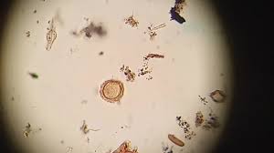 Image result for Prismatocarpus cordifolius